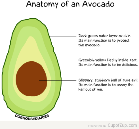anatomy-of-avocado1